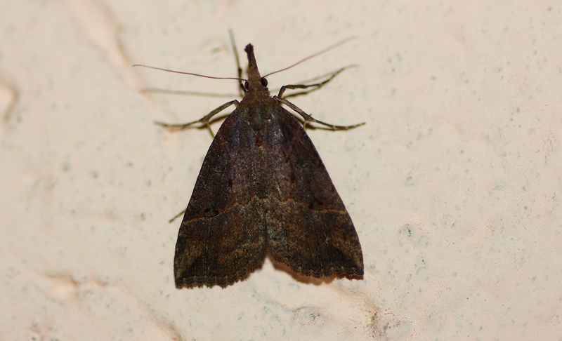 Hypena: Hypena (Hypena) rostralis, Erebidae